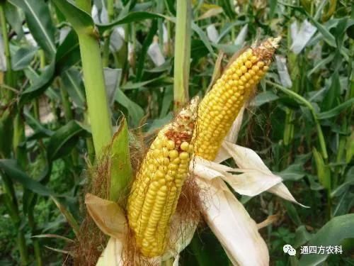 ���׶d���c�՗U��ԭ����