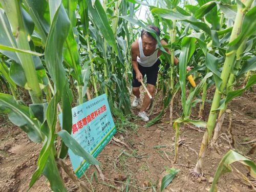 ��������ʾ������Ƭ